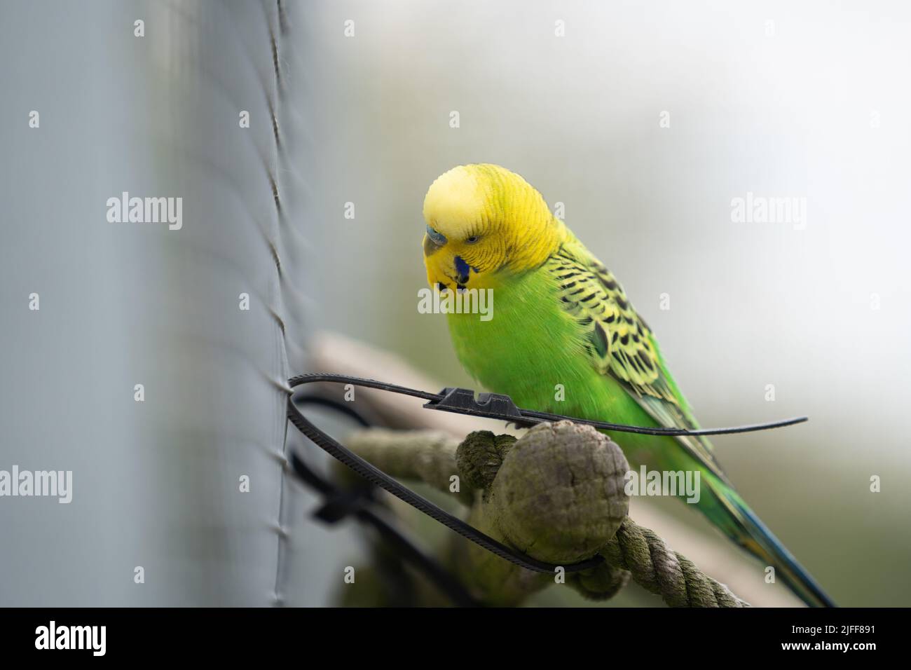 Perroquet à plumes vertes et noires et tête jaune perchée sur un fil fin Banque D'Images