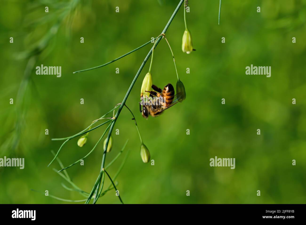 Abeille sur fleur d'asperges de jardin. Ils construisent des nids coloniaux vivaces à partir de cire et sont connus pour la production excédentaire de miel. Banque D'Images Abeille sur fleur d'asperges de jardin. Ils construisent des nids coloniaux vivaces à partir de cire et sont connus pour la production excédentaire de miel. Banque D'Images