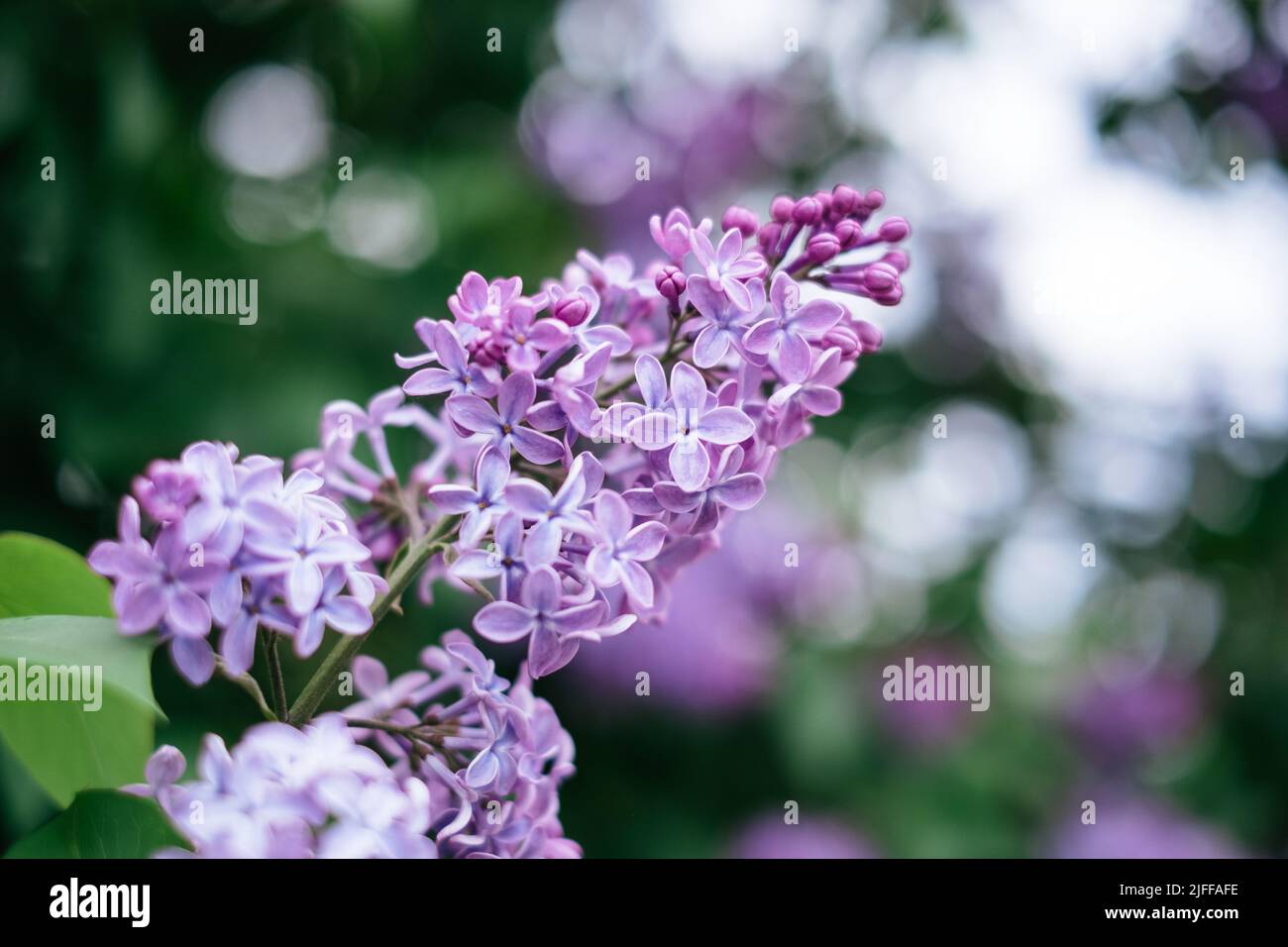 Belle syringa en partie fleurie au printemps avec des fleurs violettes. Rare trouver - cinq pétale syringa qui est censé apporter la chance à son chercheur. Banque D'Images