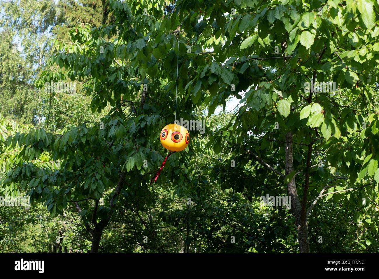 Ballon Scare-Eye ou ballon Scare-Bird. Les ballons gonflants anti-effarant pour oiseaux qui se déplacent dans le vent repoussent efficacement les oiseaux nuisibles indésirables courants Banque D'Images