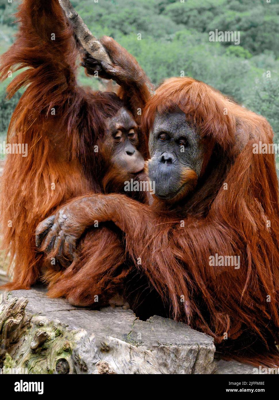 CUB embrassant la mère orangutan dans un habitat naturel Banque D'Images