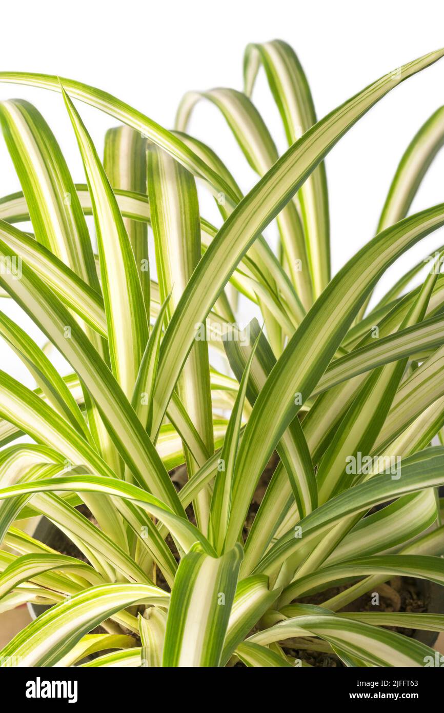 plante d'araignée, chlorophytum comosum, également connu sous le nom d'araignée ivy, plante de ruban, araignée comme look house plante vue rapprochée sur blanc Banque D'Images