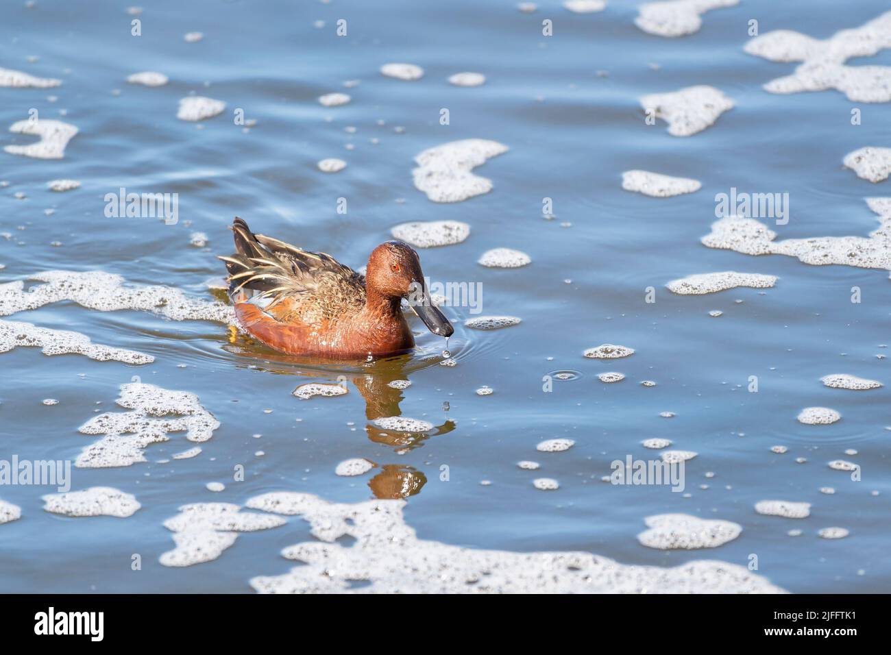Sarcelle à la cannelle mâle (spatules cyanoptera) dans la réserve ornithologique Henderson de Las Vegas. Nevada Banque D'Images Sarcelle à la cannelle mâle (spatules cyanoptera) dans la réserve ornithologique Henderson de Las Vegas. Nevada Banque D'Images