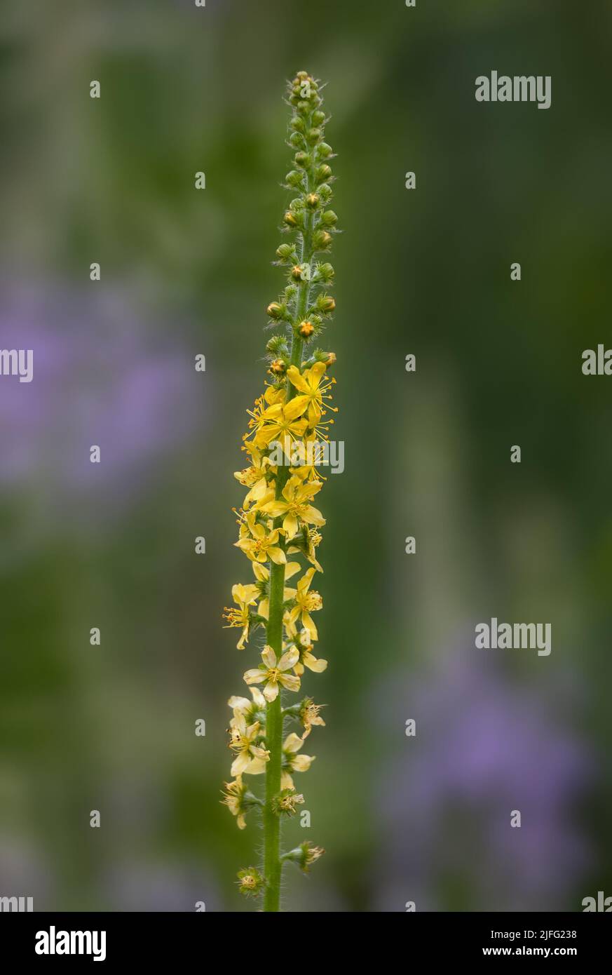 Gros plan de la pointe de fleur de l'Agrimonie commune (Agrimonia eupatoria) en été Banque D'Images