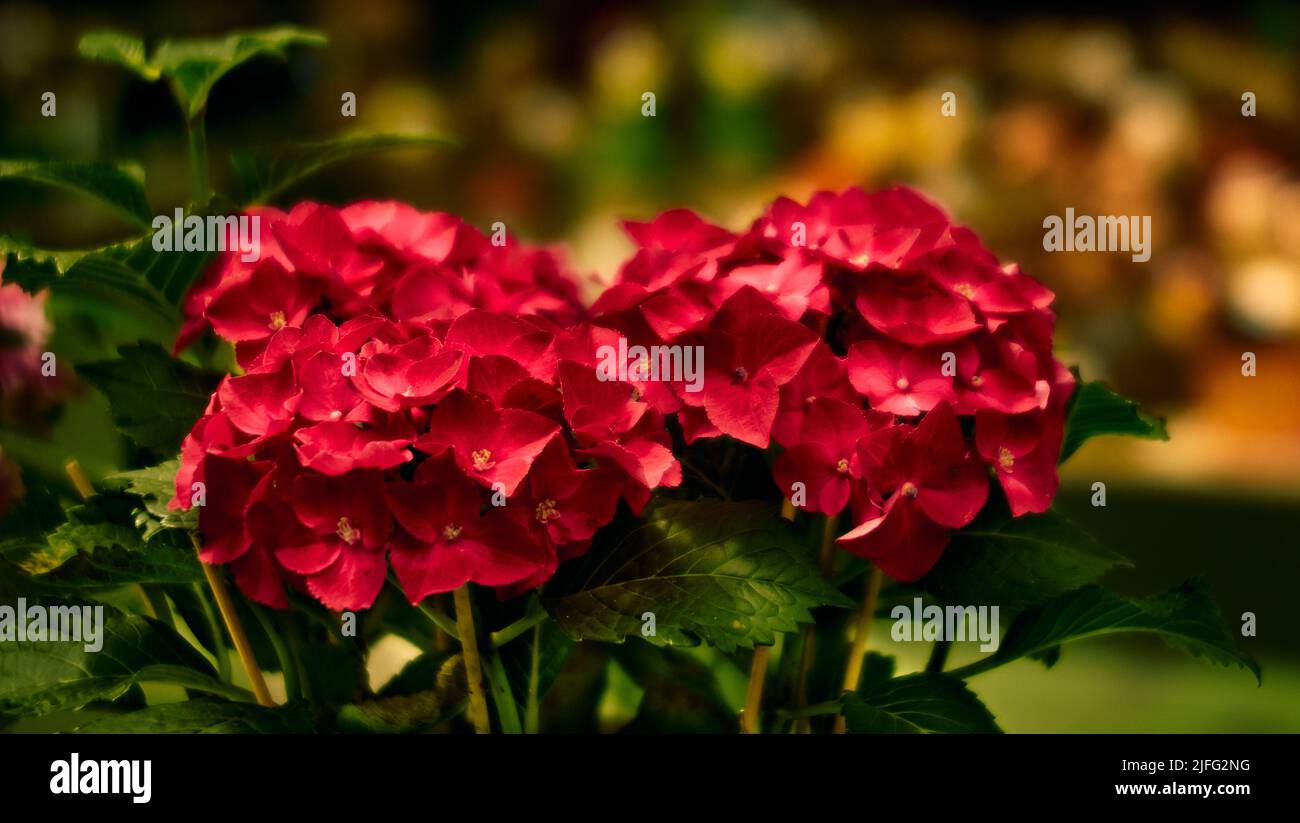 Fleur d'hortensia rose sur fond flou. Conception de paysage, plantes, arrière-plan Banque D'Images