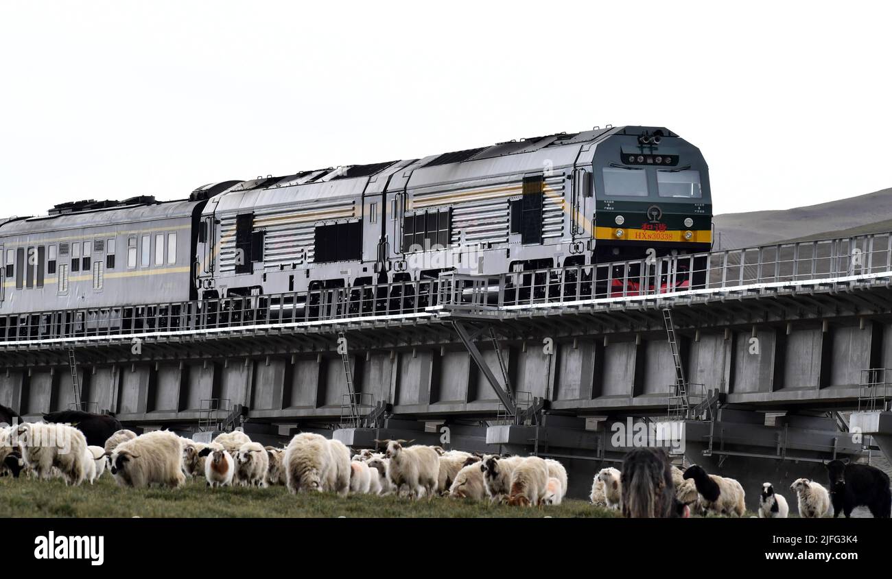 Lhassa. 10th juin 2019. Un train circule sur le chemin de fer Qinghai-Tibet avec un troupeau de moutons en premier plan dans la région autonome du Tibet, au sud-ouest de la Chine, à 10 juin 2019. Crédit: Chogo/Xinhua/Alay Live News Banque D'Images