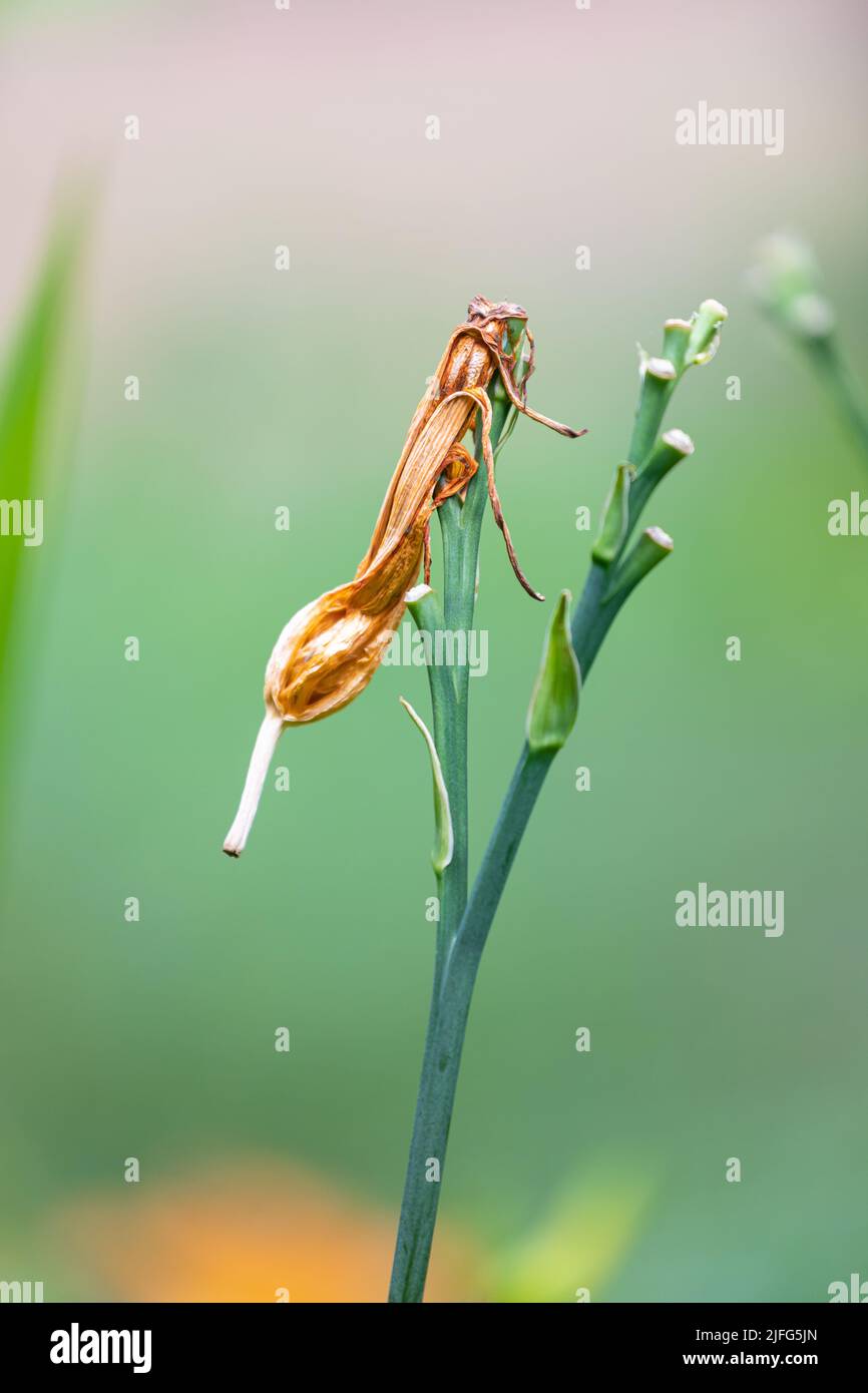 Attention sélective sur la fleur mourante avec des pétales bruns secs sur la branche verte qui ressemblent à un insecte sur fond vert flou. Banque D'Images