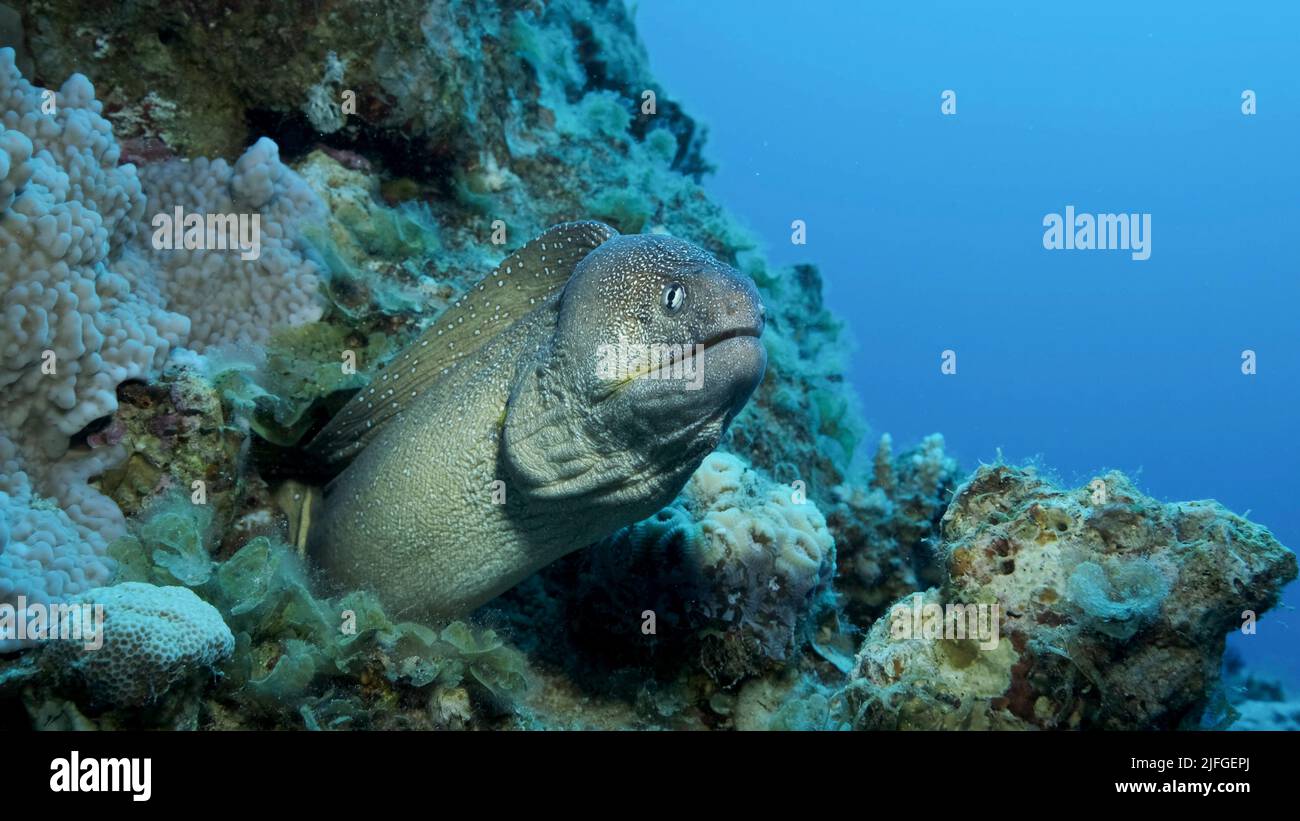 Portrait en gros plan de Moray sort de sa cachette. Moray Eel à embouchure jaune (Gymnothorax nudivomer) Mer Rouge, Égypte Banque D'Images