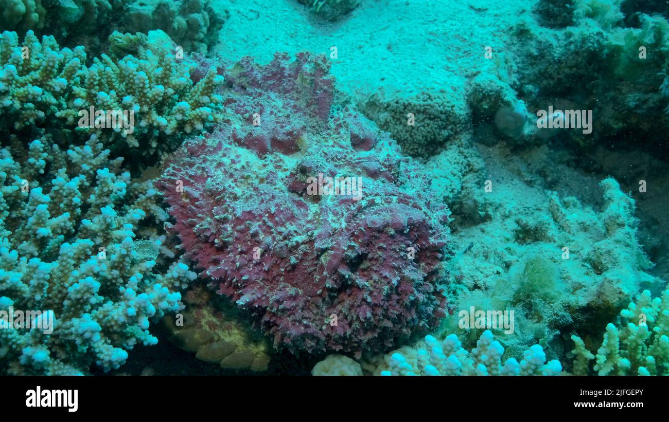 Gros plan de la corégone rose se trouve sur les coraux. Corégone de récif (Synanceia verrucosa). Mer rouge, Égypte Banque D'Images