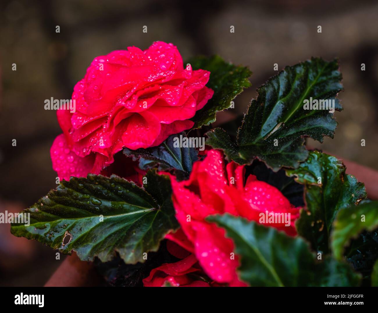 Begonia Mocca Deep Orange poussant dans un jardin de comté de Devon. Banque D'Images