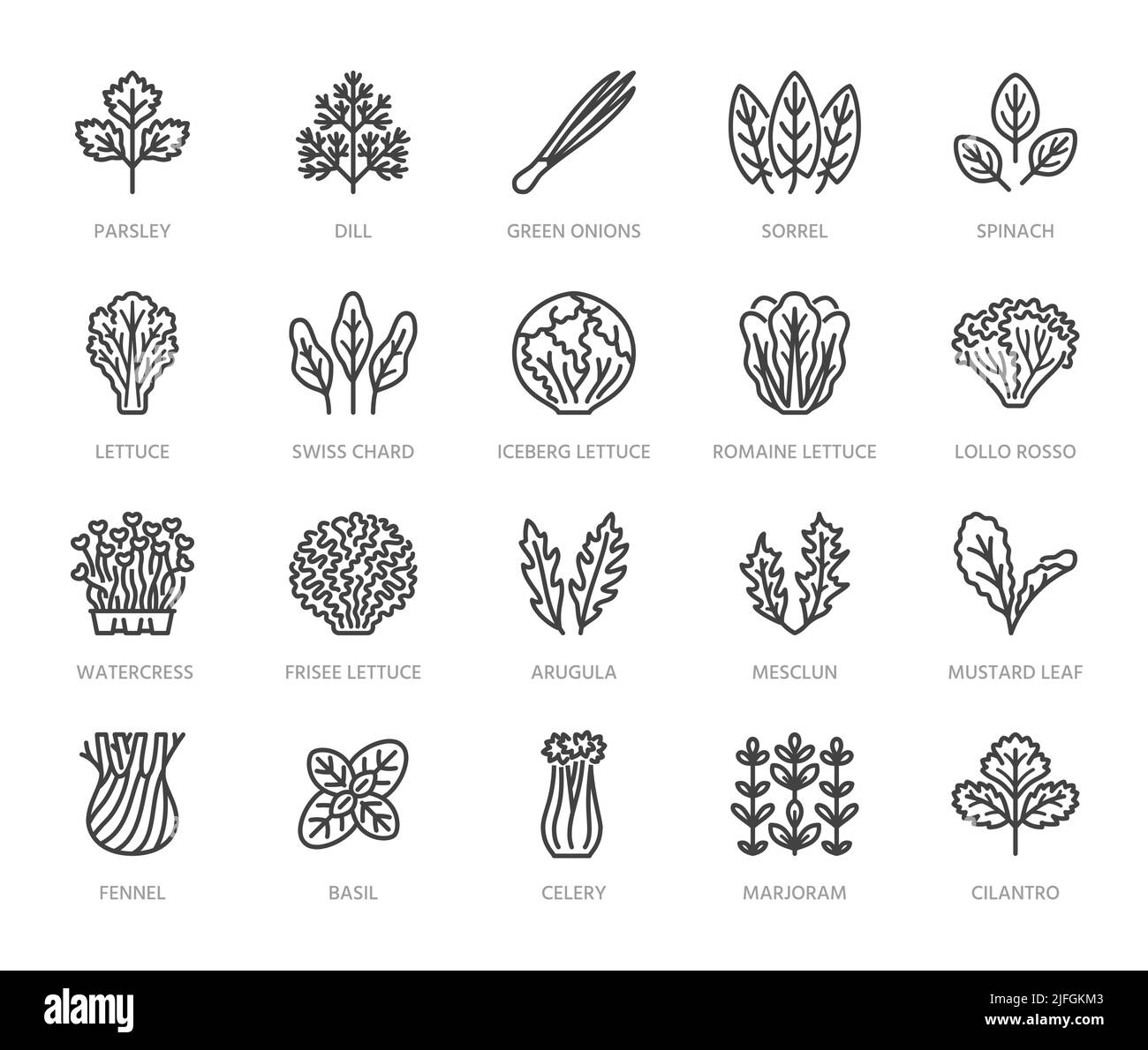 Jeu d'icônes de la ligne plate des légumes verts. Laitue, épinards, salade de cresson, verger, aneth, illustrations vectorielles de céleri. Description du pictogramme pour les légumes frais Illustration de Vecteur