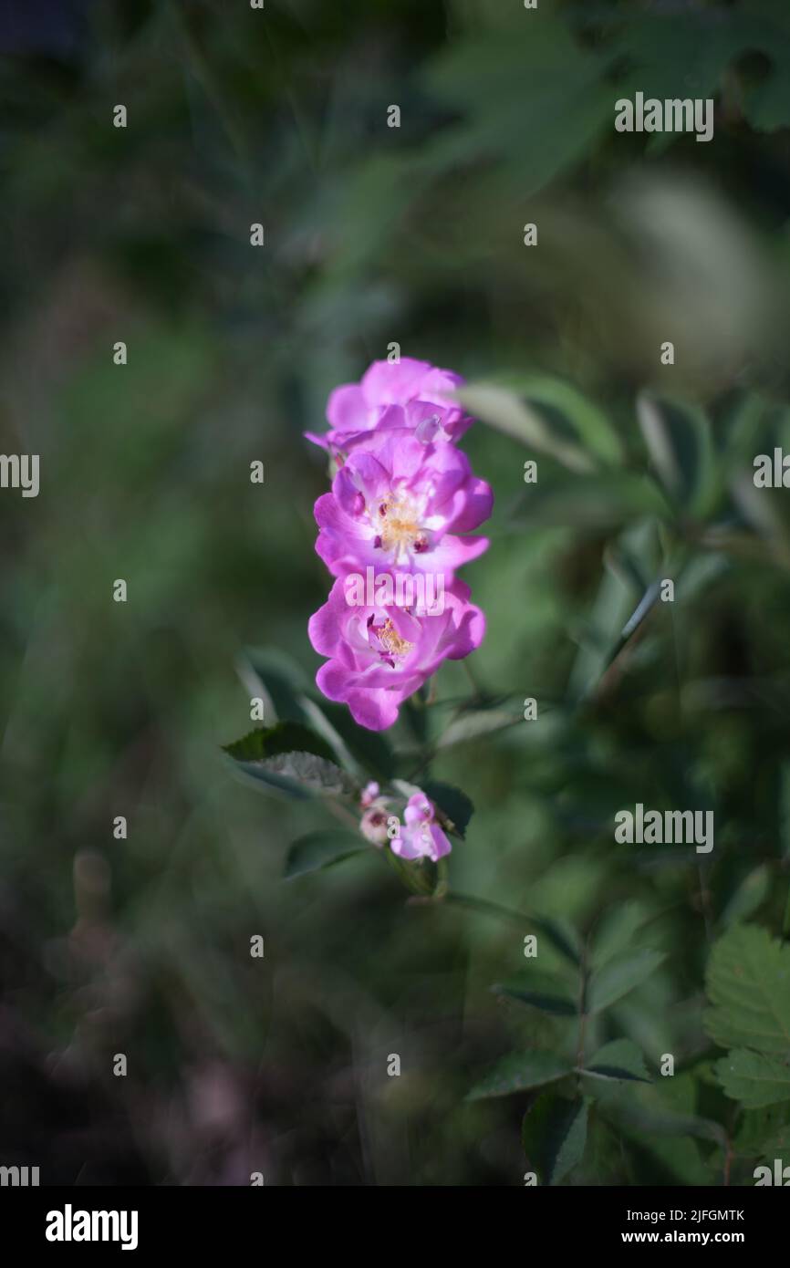 Une photo verticale d'un Veilchenblau rose dans un jardin pendant la journée Banque D'Images