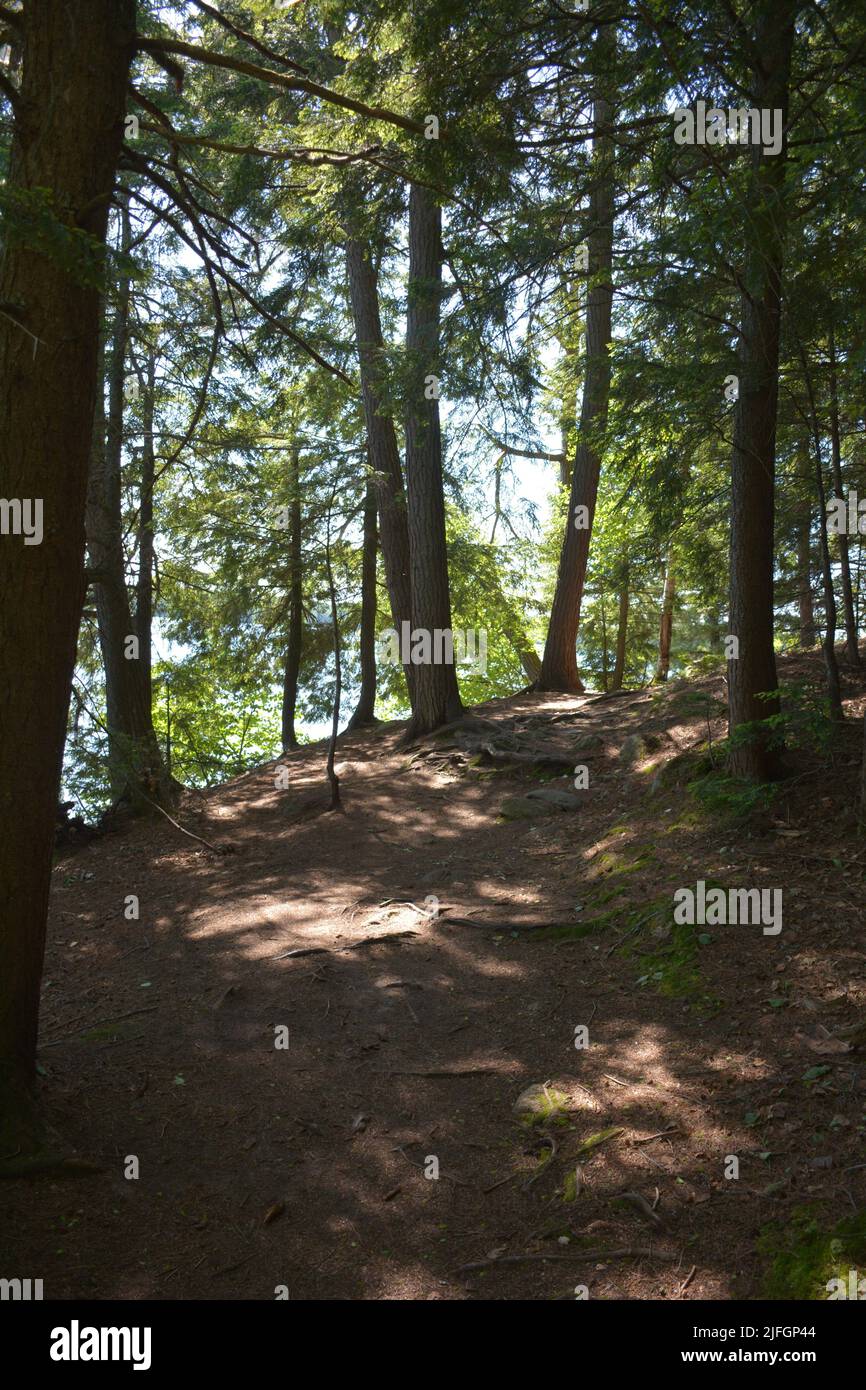 Racines de pin croissant autour d'une grande roche de granit Banque D'Images