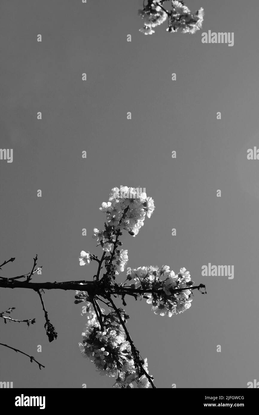 Belles fleurs printanières qui poussent dans le soleil d'été brillant en noir et blanc. Banque D'Images