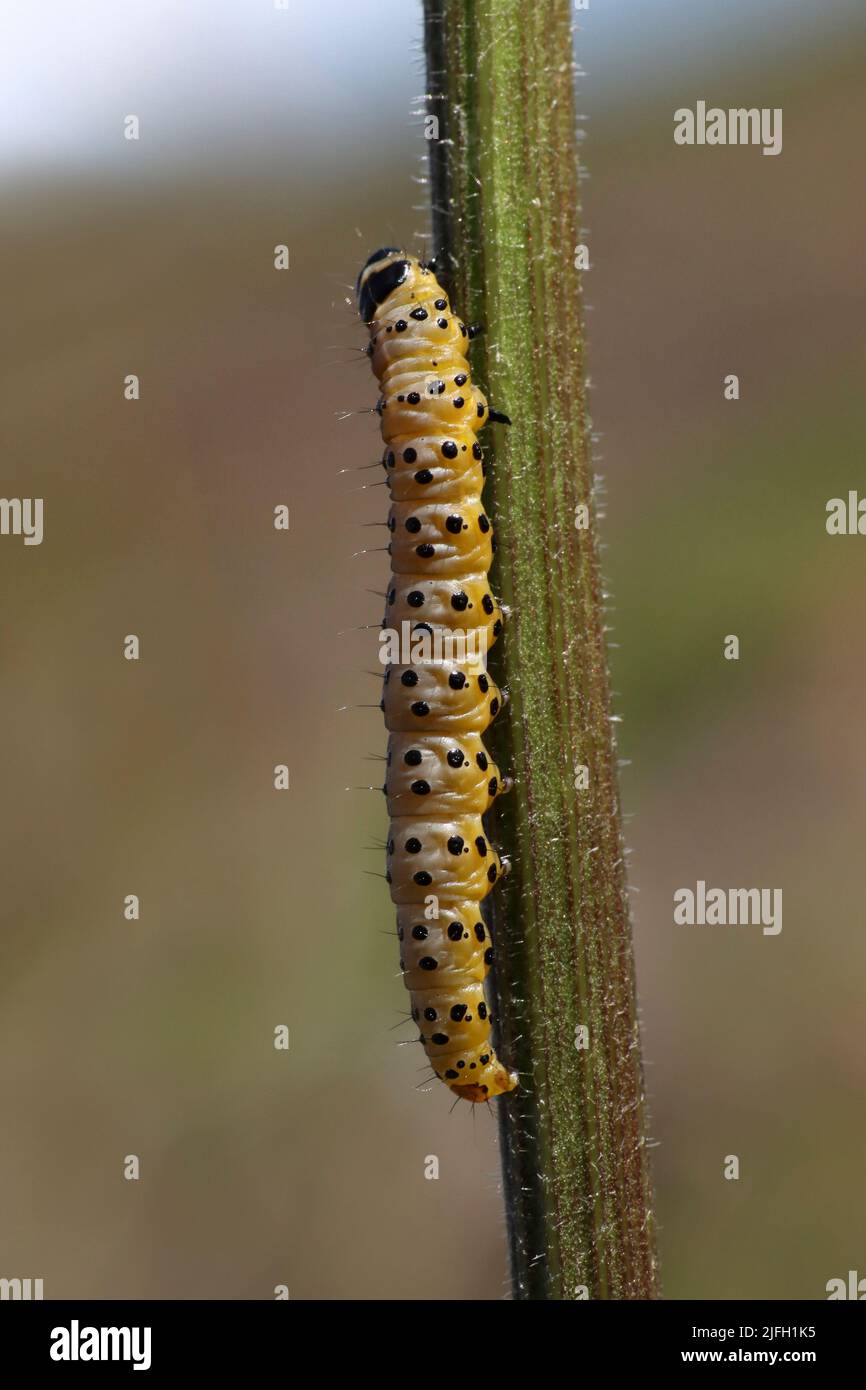 Chenille de Moth de Parsnip - Dépressaria radiella Banque D'Images