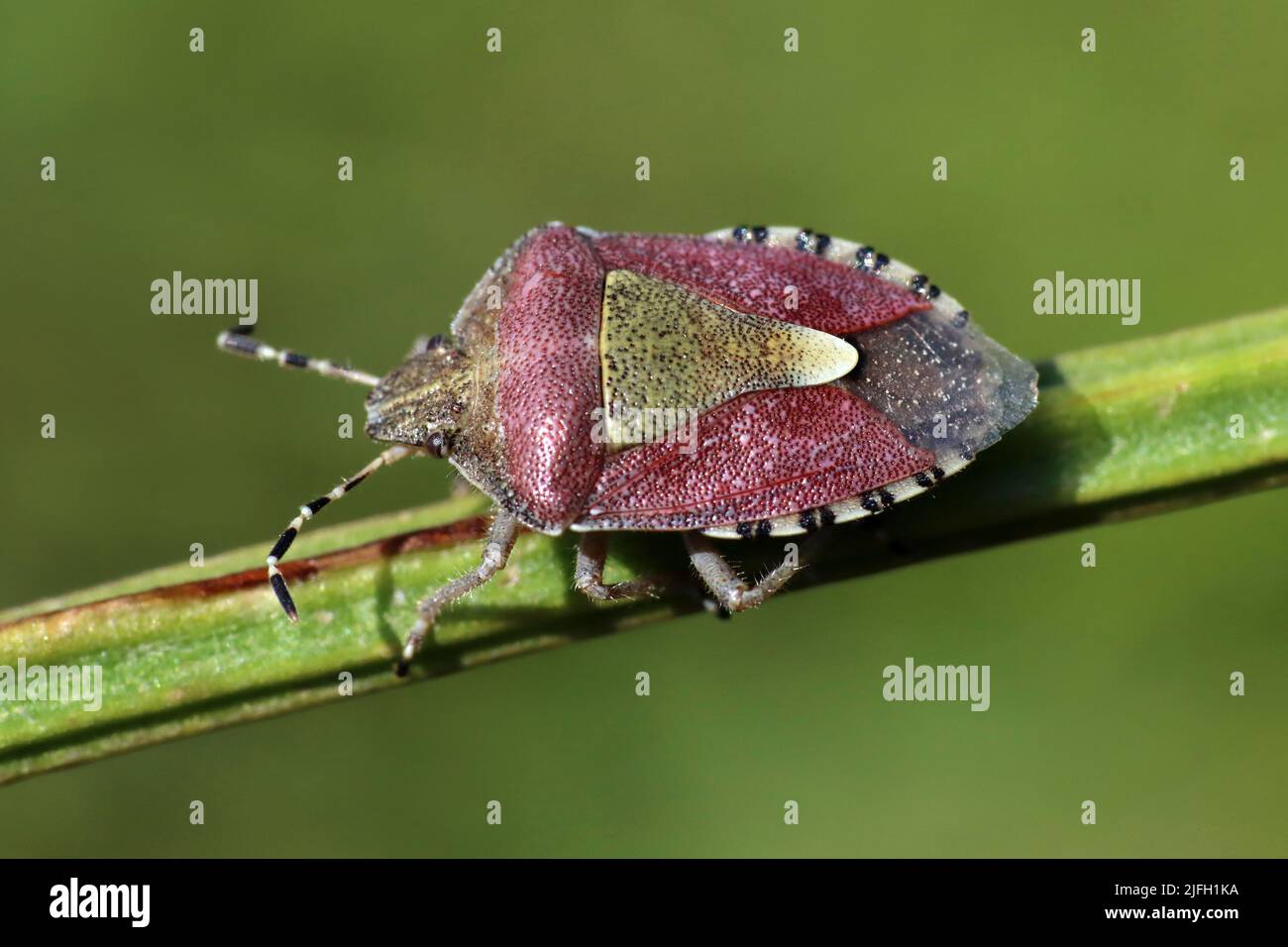 Insecte de protection des cheveux alias sloe Bug Dolycoris baccarum Banque D'Images