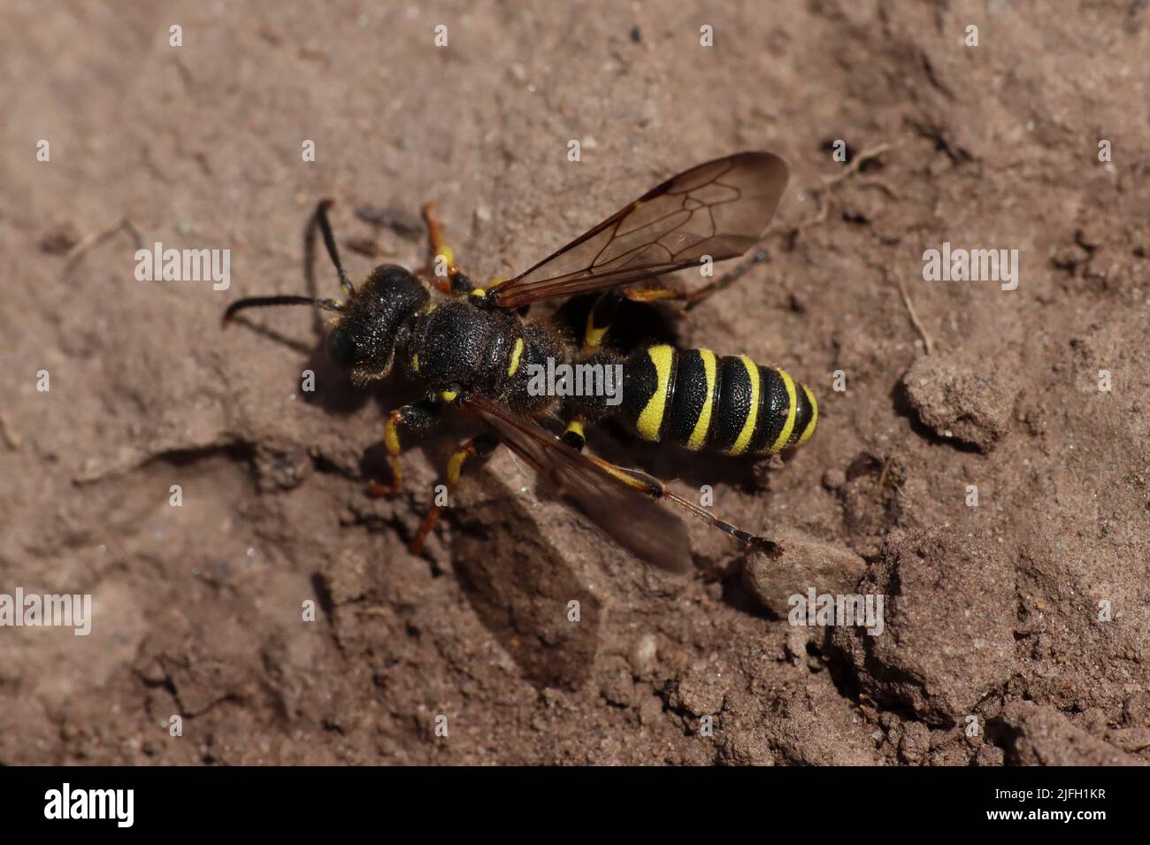 Wasp Digger à queue de sable - Cerceris arenaria - MALE South Stack RSPB Reserve, Anglesey Banque D'Images