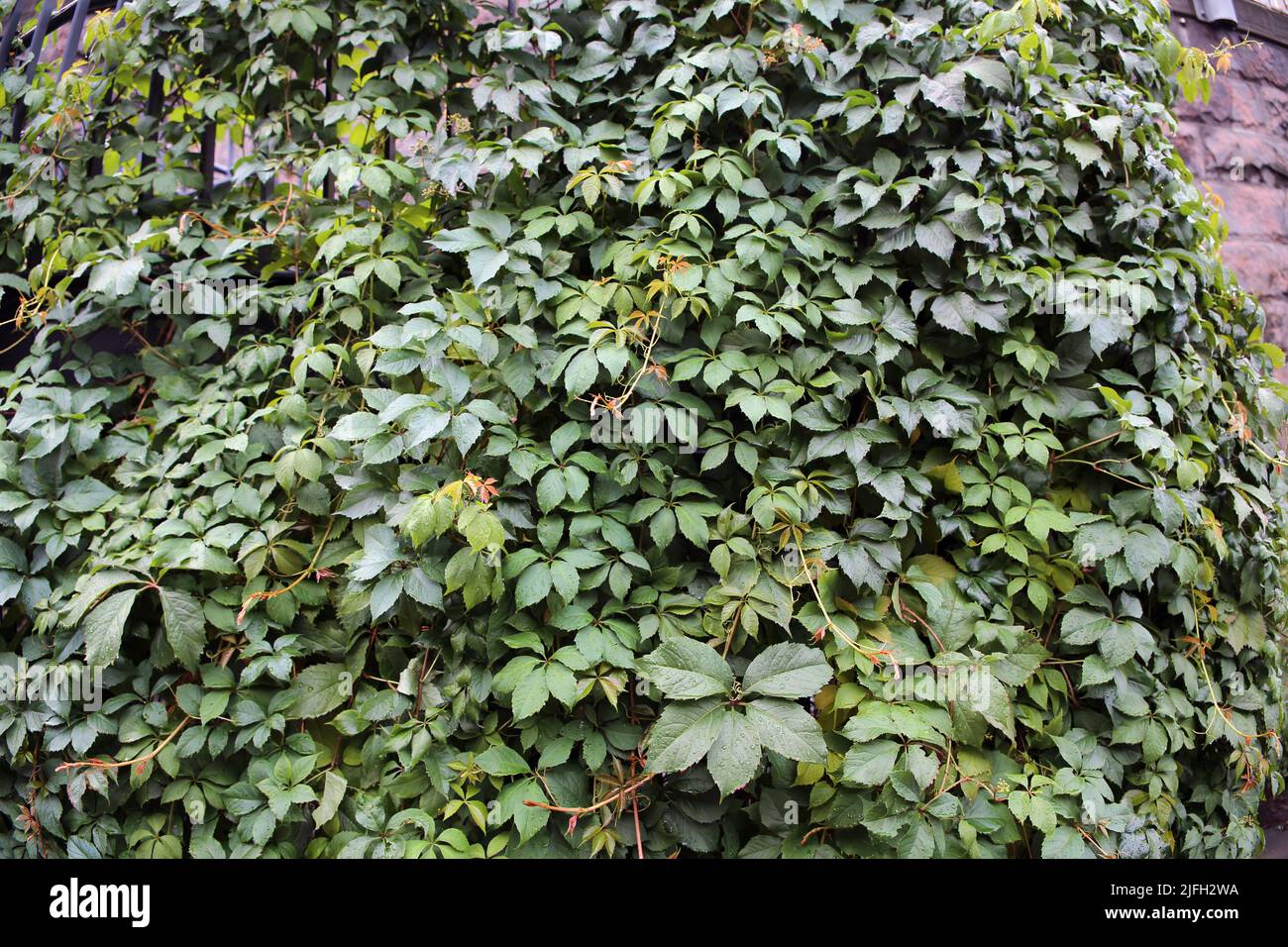 Mur vert recouvert d'une plante avec beaucoup de feuilles vertes. Photographié après une pluie pour que les feuilles aient des gouttes d'eau de pluie sur elles. Magnifique naturel. Banque D'Images