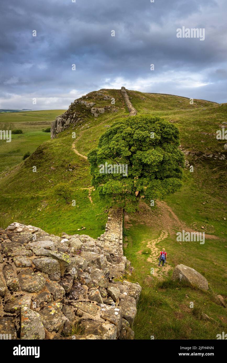 La descente vers Sycamore Gap en regardant vers l'est le long du mur d'Hadrien à Steel Rigg, Northumberland, Angleterre Banque D'Images