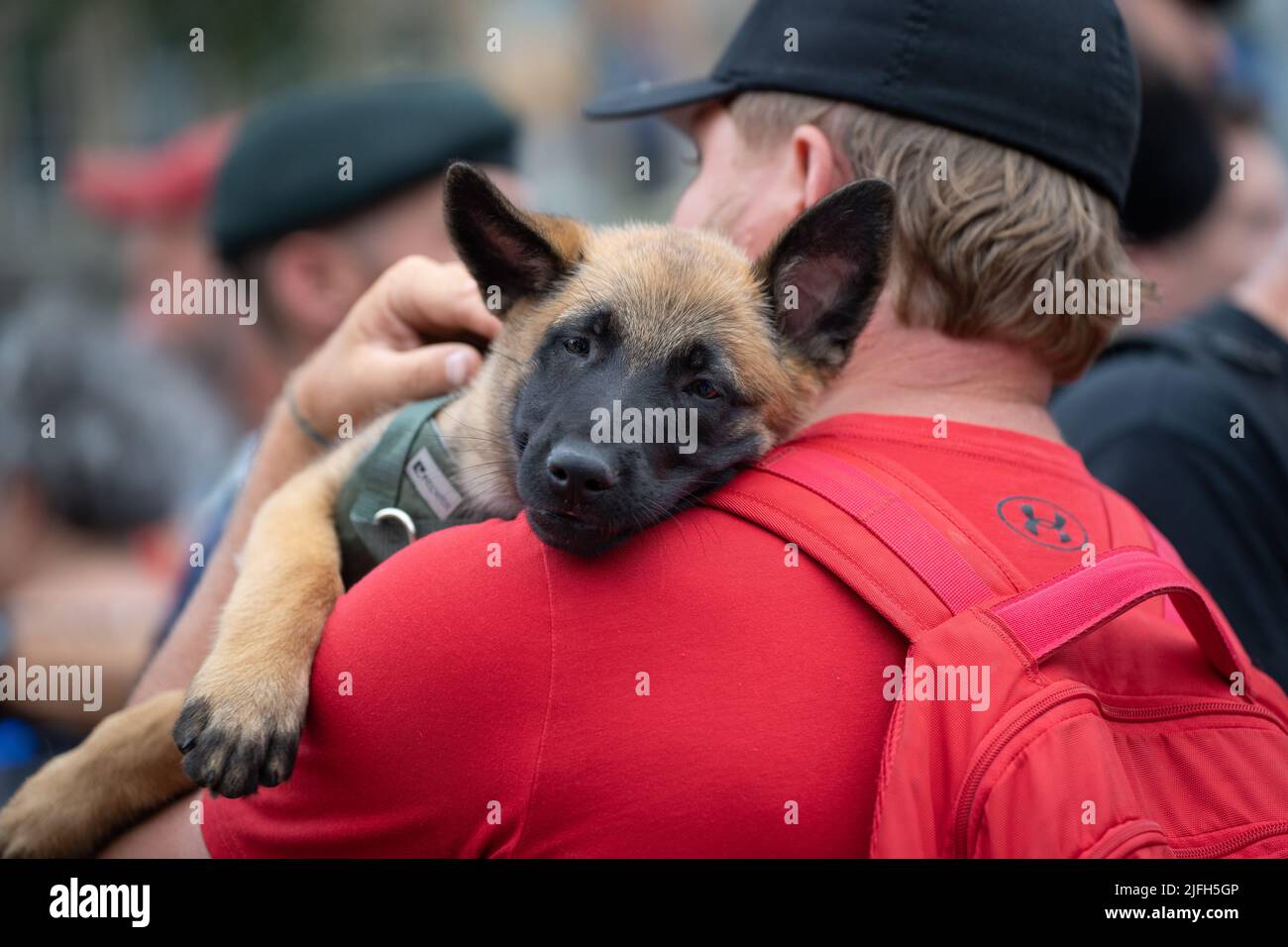 Un chiot de berger allemand repose sa tête sur son épaule humaine lors d'un événement au Monument commémoratif de guerre du Canada, à Ottawa, en Ontario. Banque D'Images