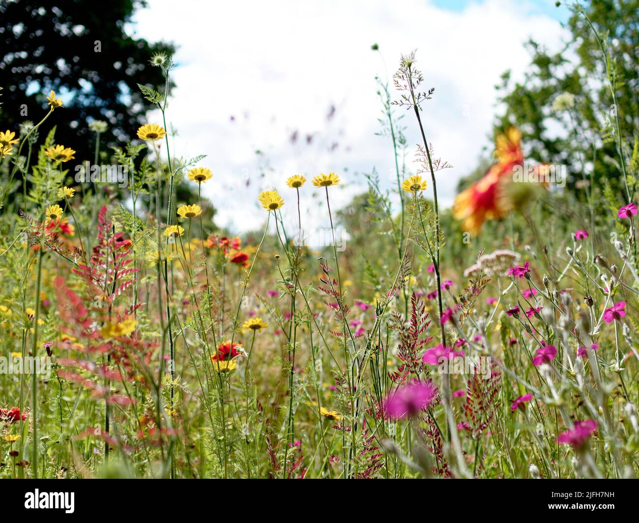 Wildflower Meadow, Harris Garden, Université de Reading, Reading, Berkshire, Angleterre, Royaume-Uni, GB. Banque D'Images