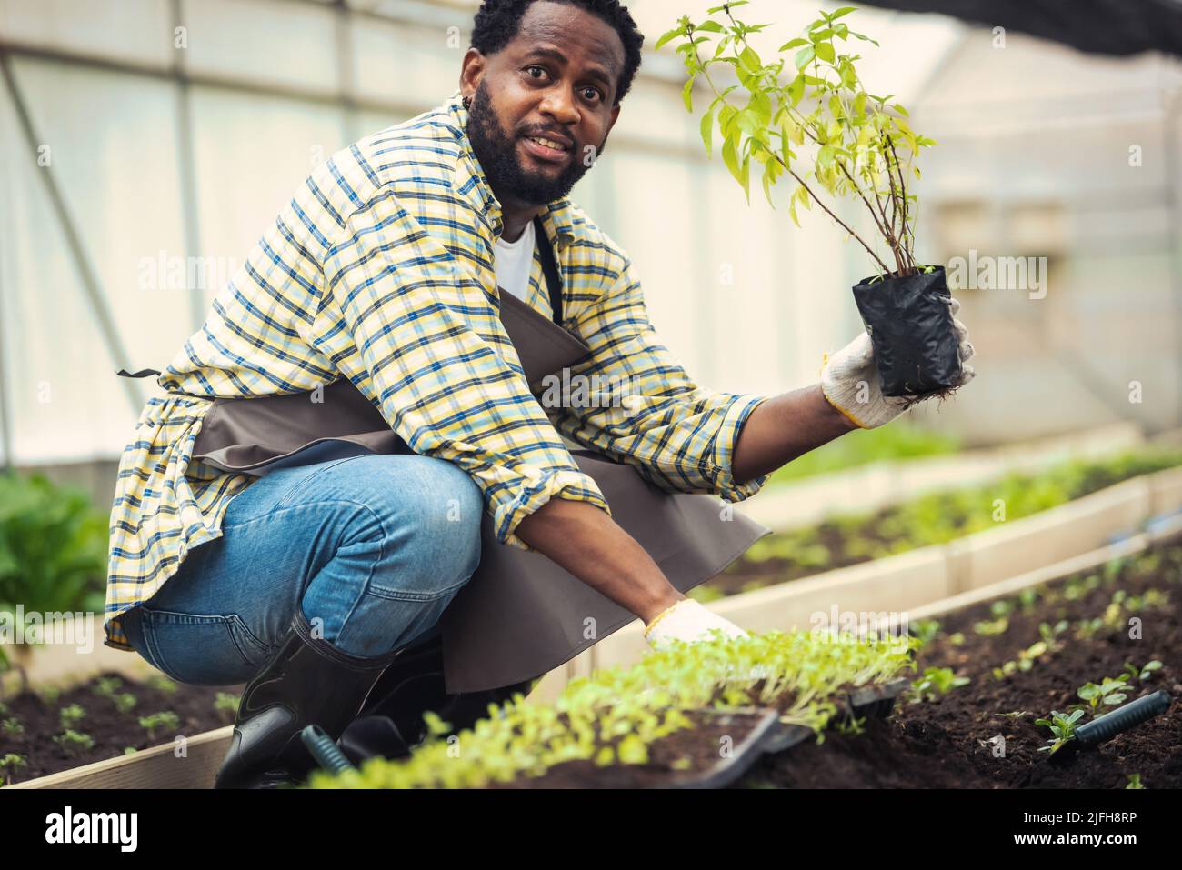 Portrait d'un fermier africain souriant tenant une caisse de plantes fraîches dans une plantation en serre industrielle. Banque D'Images