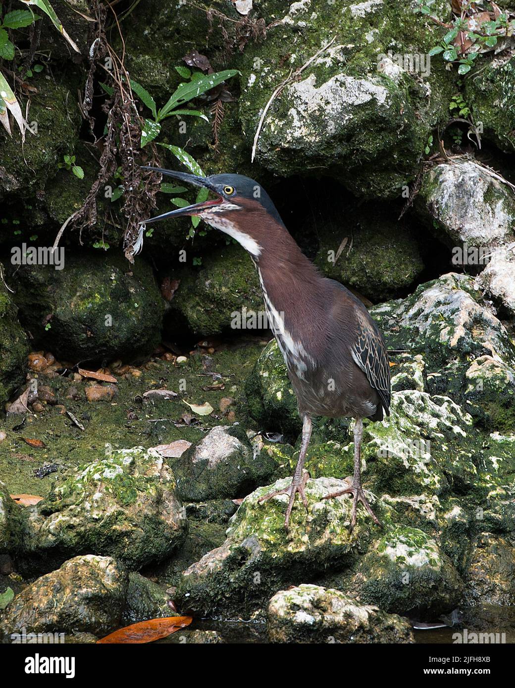 Héron vert criant ou chantant avec un bec ouvert, debout sur des rochers de mousse montrant sa couleur de plumage de plumes bleu vert, corps, bec, tête, oeil, pieds Banque D'Images