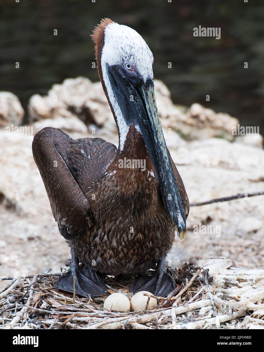 Vue en gros plan d'oiseau pélican brun assis sur ses oeufs sur le nid avec un arrière-plan flou montrant son plumage brun, tête, oeil, bec, pieds. Banque D'Images