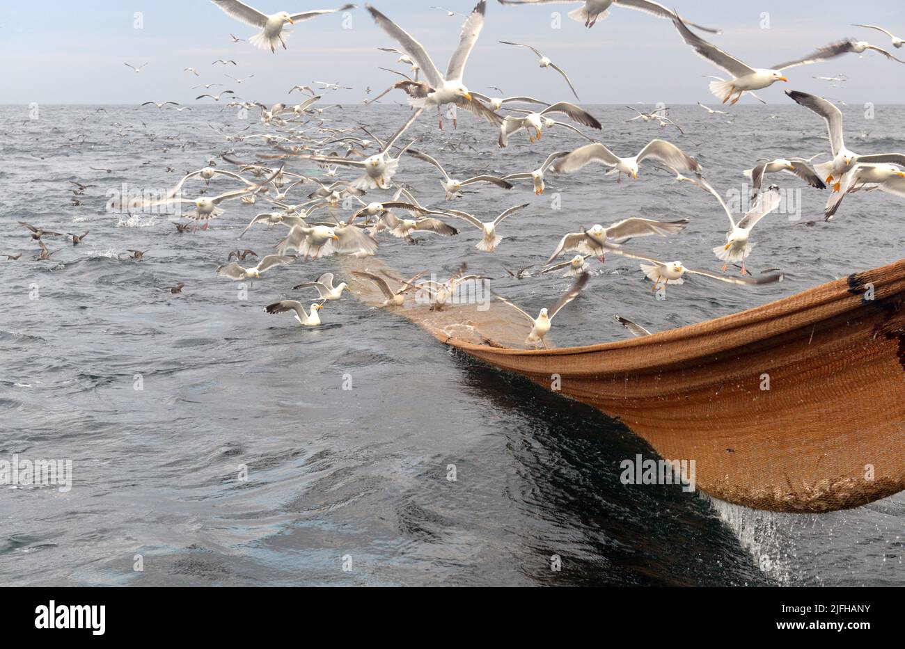 pêche à la sardine en vendée, france Banque D'Images