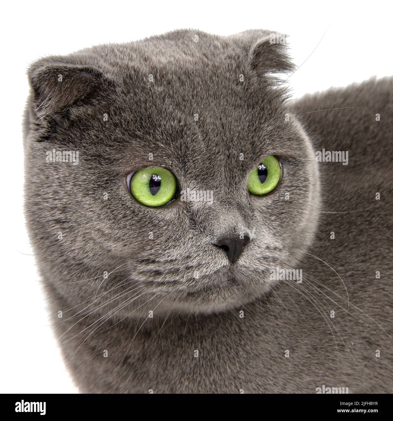 Chat gris britannique beau isolé sur fond blanc Banque D'Images