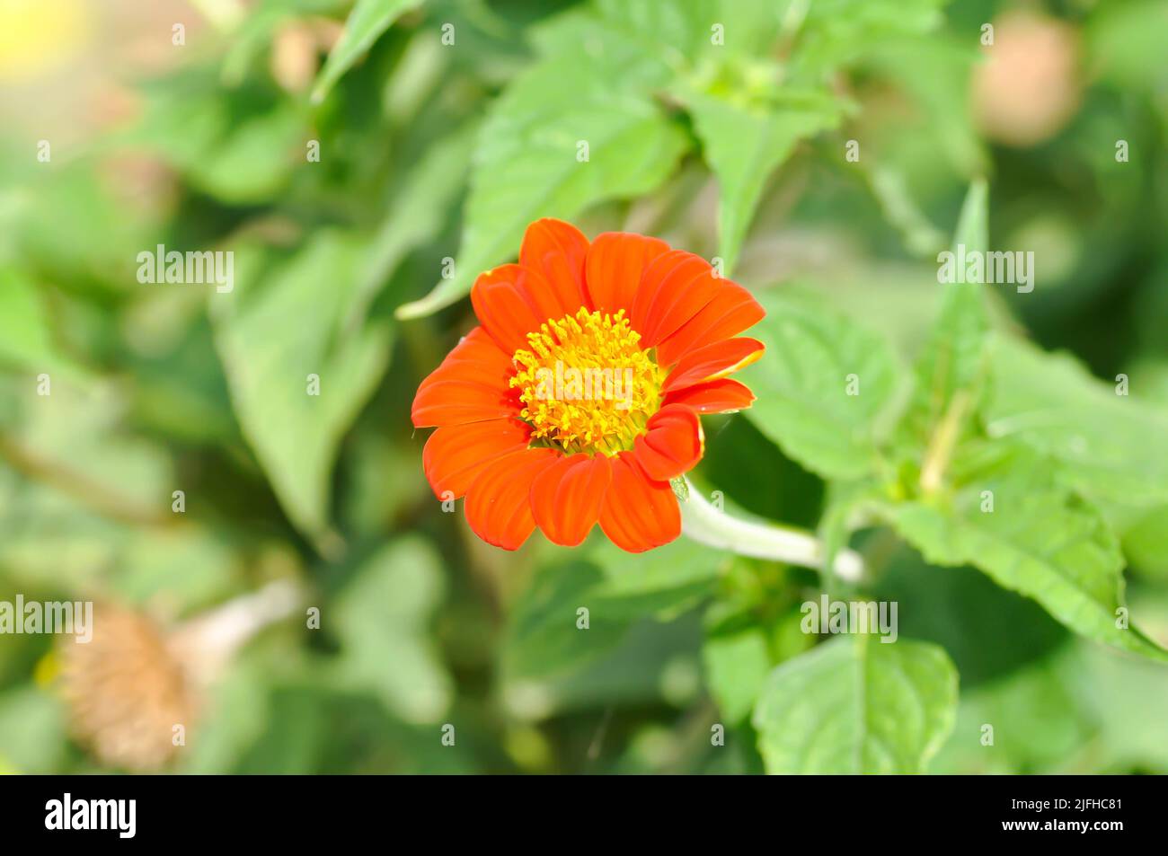 Zinnia violacea, Z violacea ou Plantae, Asteraceae ou Magnoliopsida ou Zinnia violacea ou fleur d'orange Banque D'Images