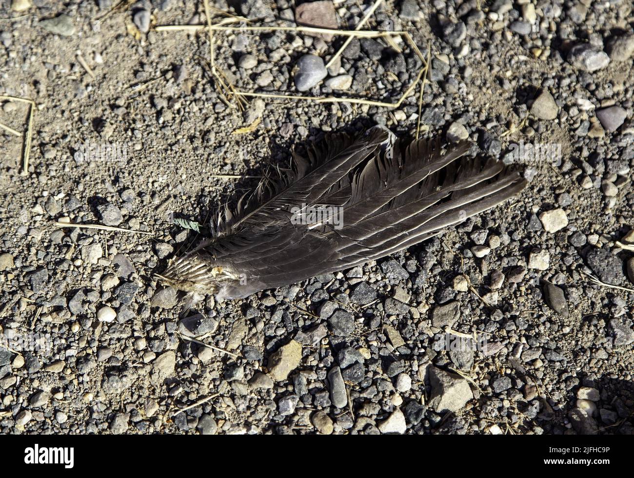 Détail d'une partie d'un oiseau mort, plumes Banque D'Images