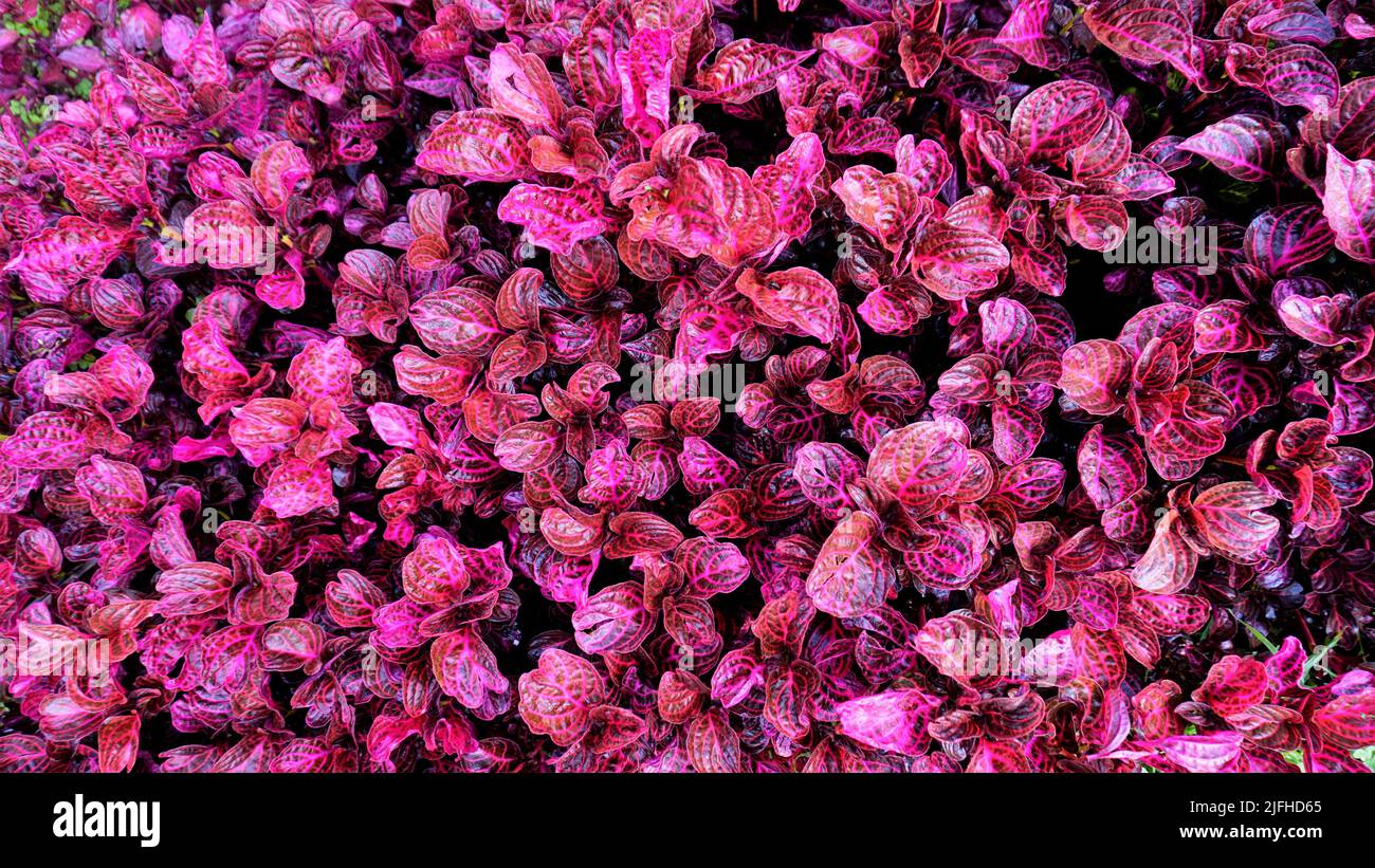 Belles feuilles de couleur rouge de fond de Iresine herbstii également connu sous le nom de feuille de sang de herbst, feuille de sang, plante de Beefsteak, Gizzard de poulet. À l'intérieur Banque D'Images