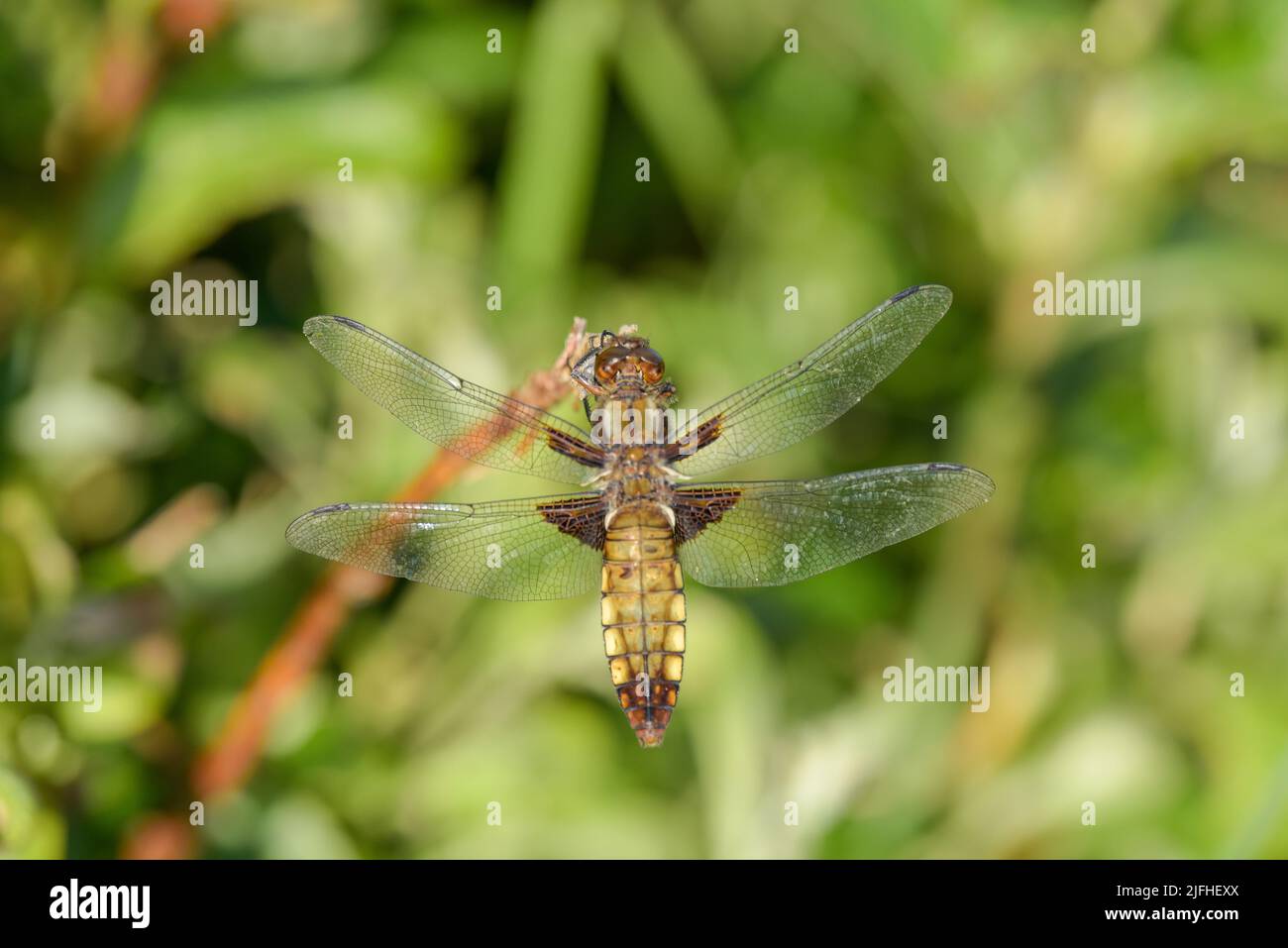 Femme Libellula depressa, le caser à corps large ou le darter à corps large, Pembrokeshire, pays de Galles, Royaume-Uni Banque D'Images