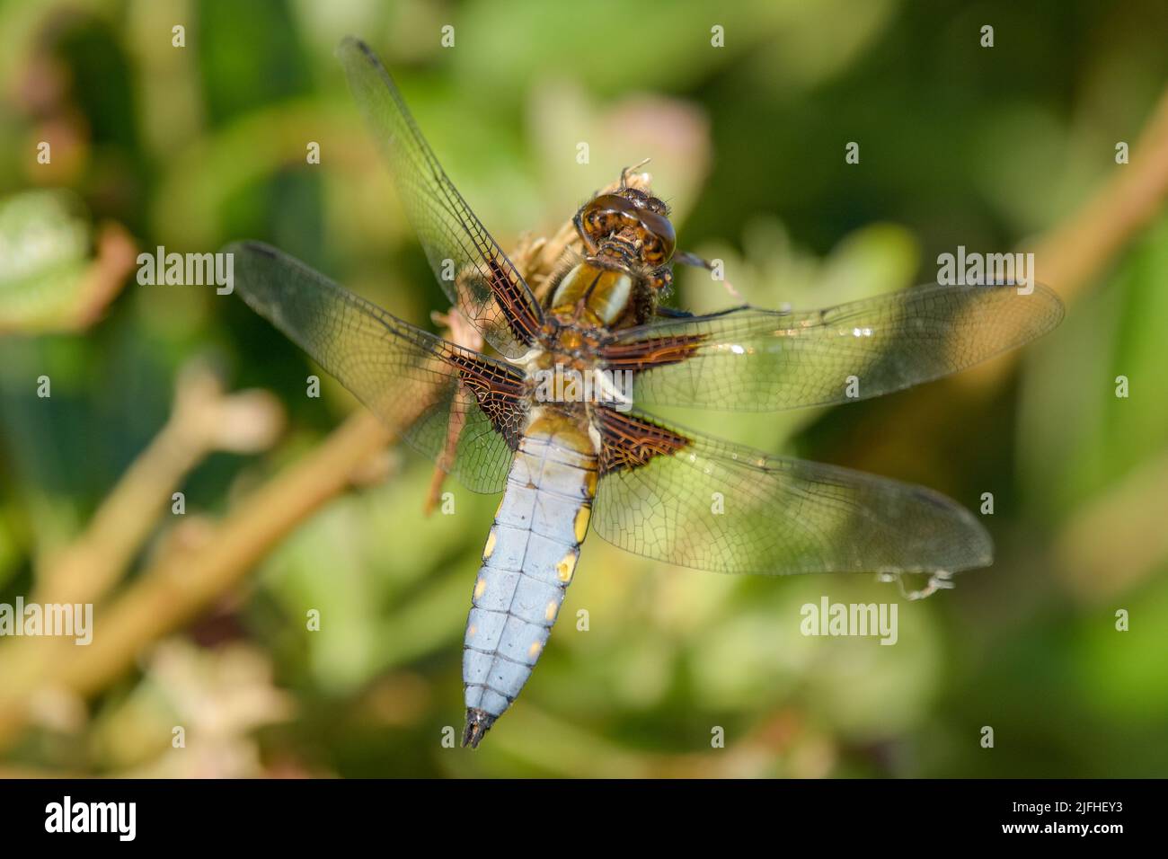 Le mâle Libellula depressa, le caser à corps large ou le dard à corps large Banque D'Images