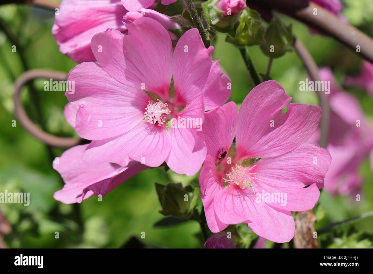 gros plan de belles fleurs de lavatera olbia roses Banque D'Images