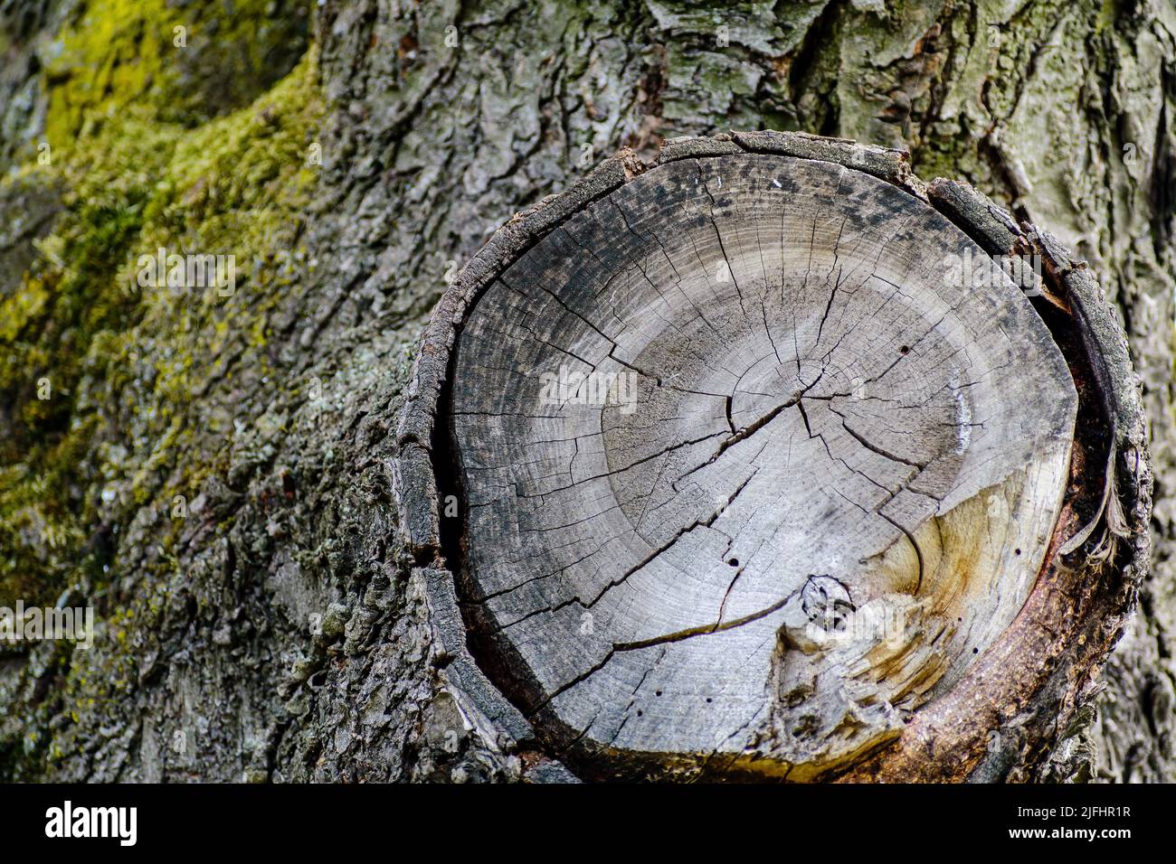 Une vieille plaie après une branche coupée sur un arbre de plan Banque D'Images Une vieille plaie après une branche coupée sur un arbre de plan Banque D'Images
