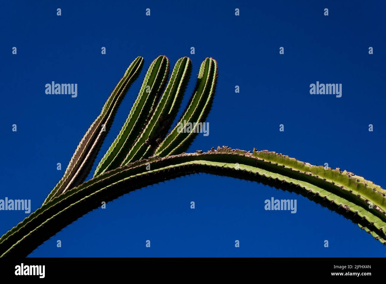 détail de facheiro cactus (pilosocereus pachycladus) avec ciel bleu profond Banque D'Images