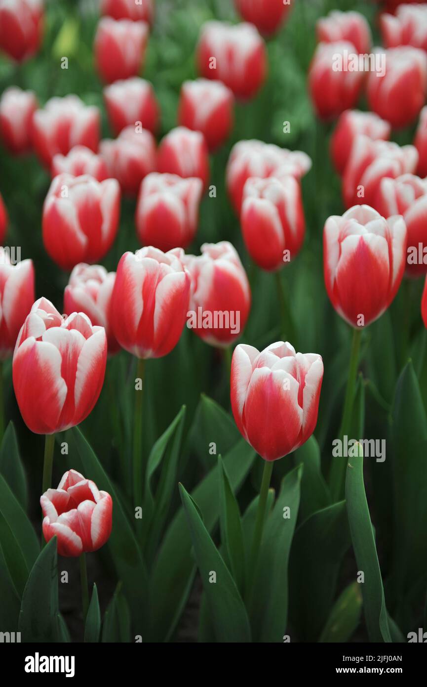 Rouge aux bords blancs tulipes de tulipe (Tulipa) Paul McCartney fleurit dans un jardin en avril Banque D'Images