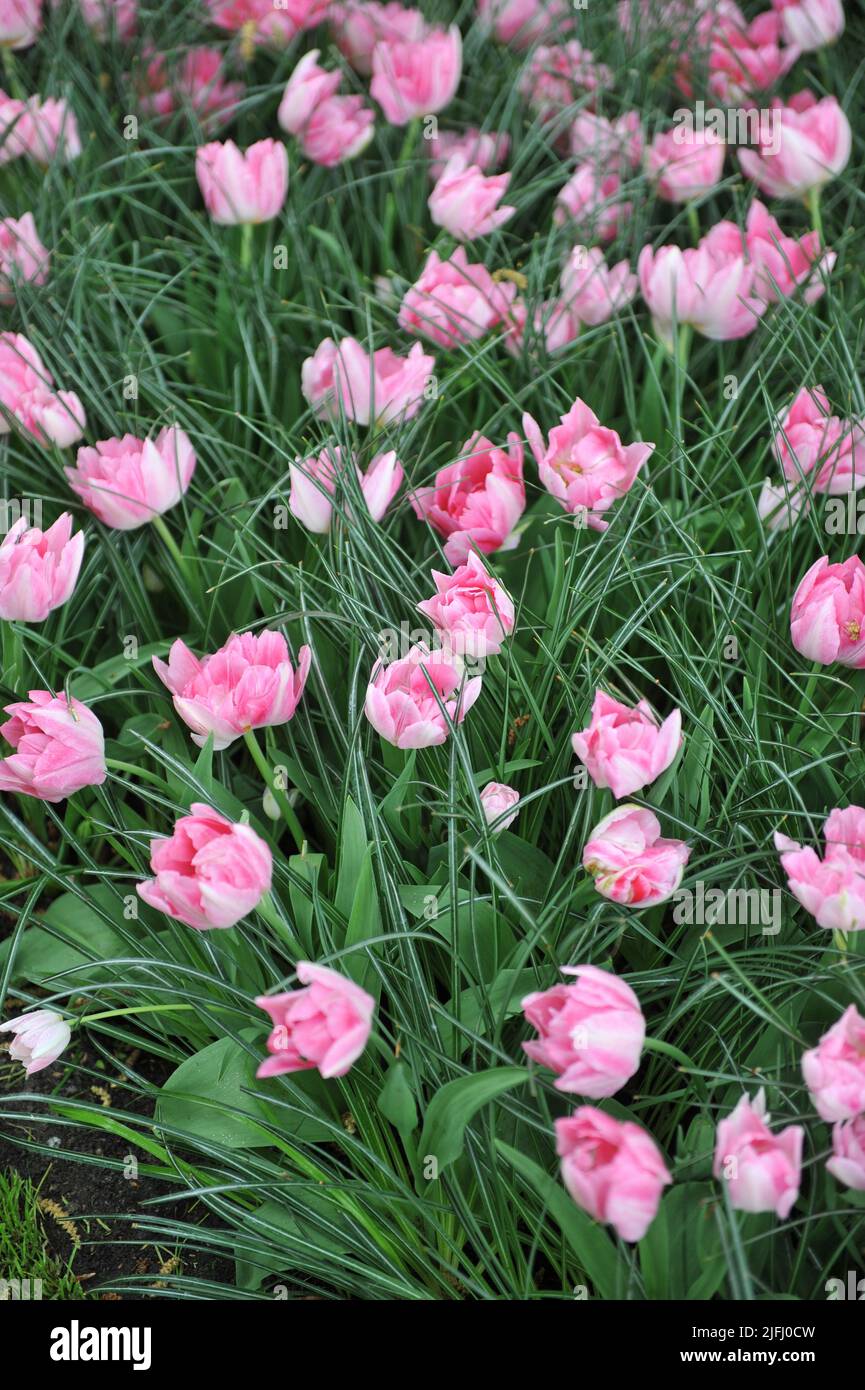 Rose Double Tulipa (Tulipa) Peach Blossom fleurissent dans un jardin en avril Banque D'Images