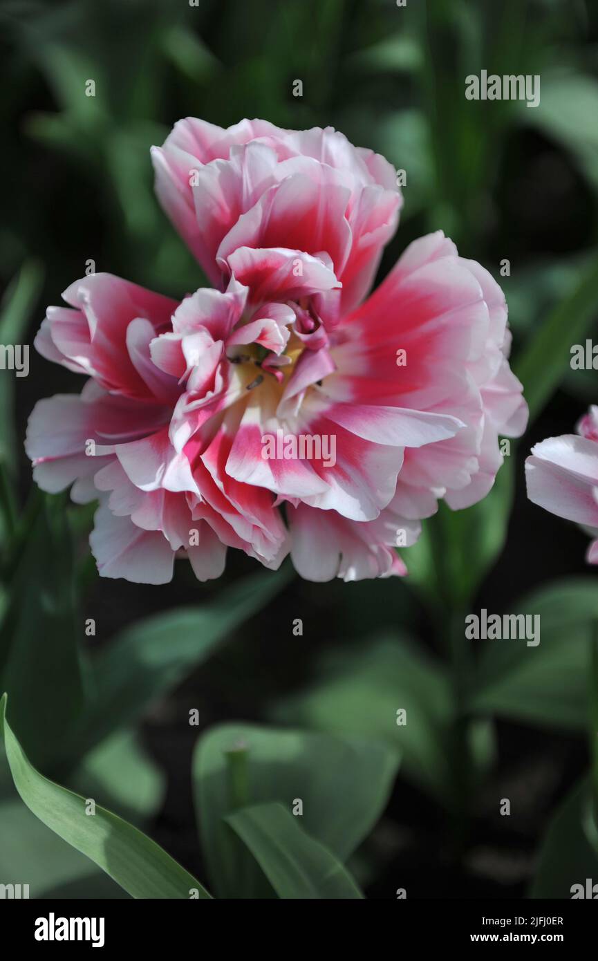 Rouge et blanc à fleurs de pivoine Double Early tulipes (Tulipa) Perfect Game Bloom dans un jardin en avril Banque D'Images