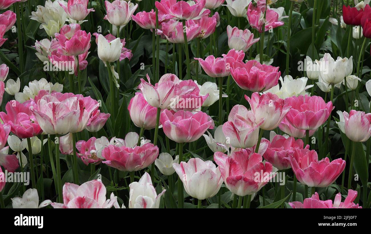Parterres de tulipes multicolores Banque D'Images