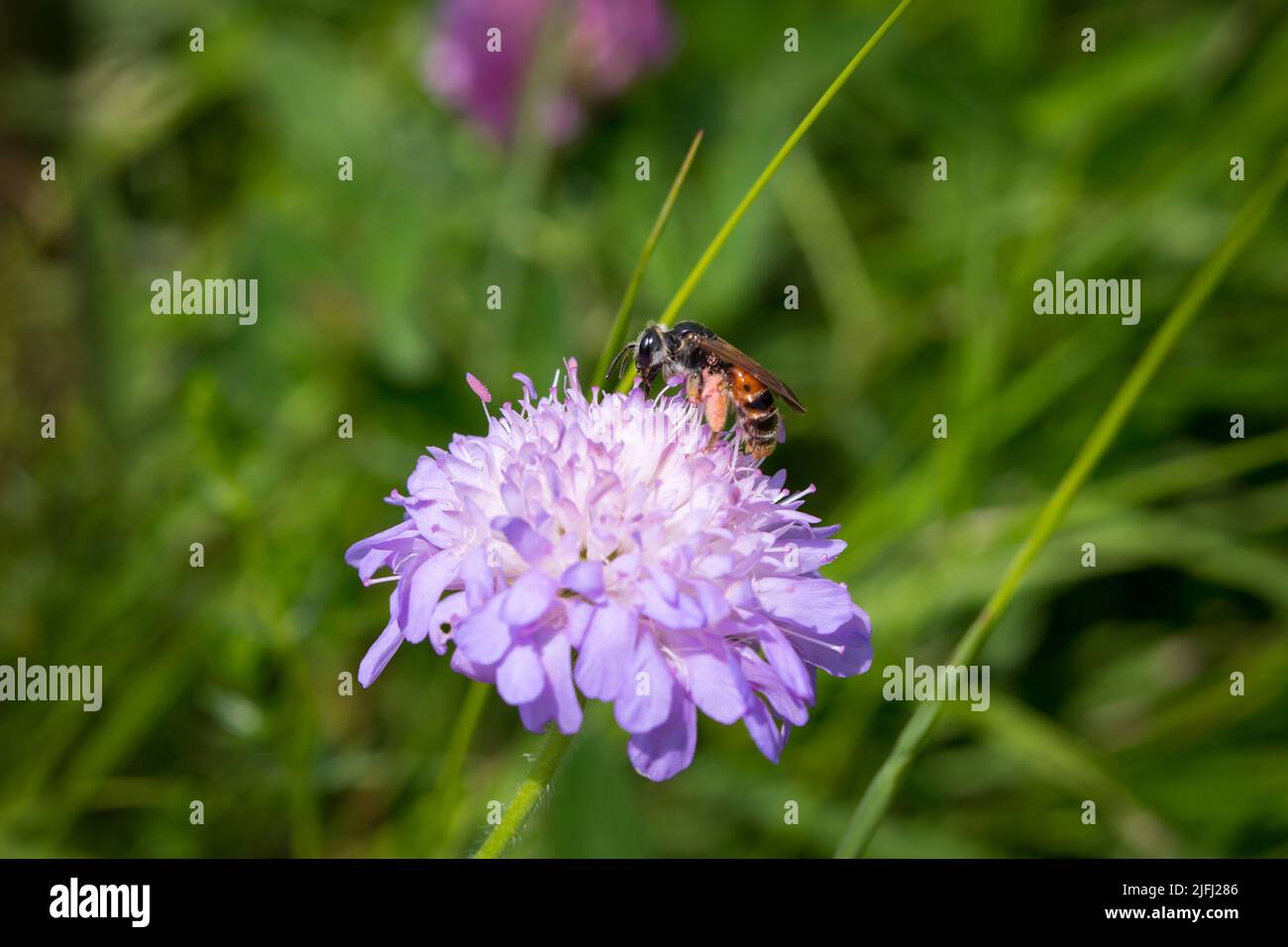 Insecte se nourrissant sur une fleur violette Banque D'Images