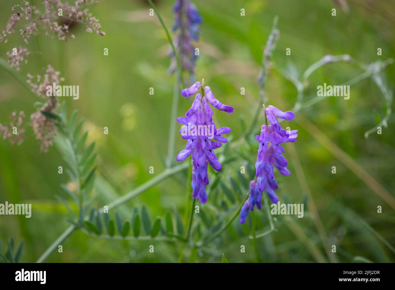 Etch d'oiseau (Vicia craca) Banque D'Images