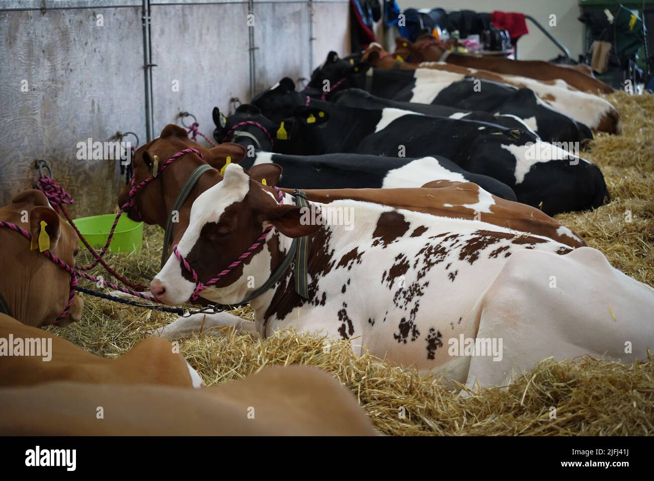 Vaches laitières se détendant sur la sciure de paille, à l'intérieur d'une grange de ferme lors d'une exposition agricole au Royaume-Uni Banque D'Images