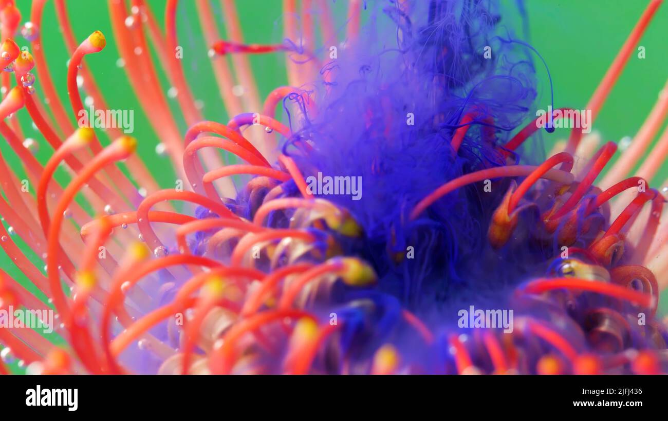 Fleur sous-marine et pétales dans le brouillard d'encre lilas. Films. Fantaisie fleur, la magie de la nature, fleur rose. Banque D'Images