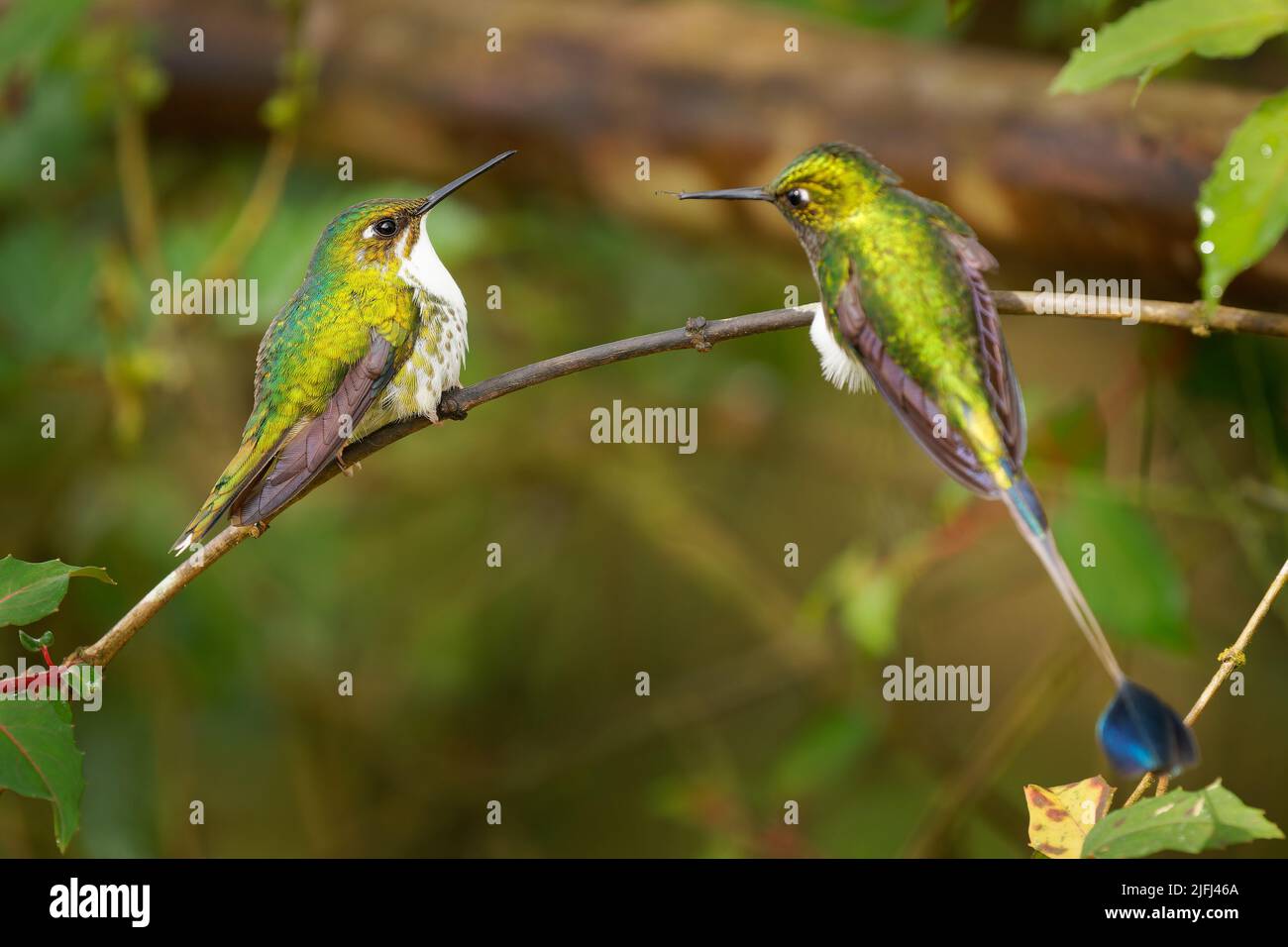 Raquette à bottes blanches - paire d'Ocreatus underwoodii, mâle et femelle d'oiseau vert de colibri dans les brillants, tribu Heliantheini dans les Lesbiinae, Banque D'Images