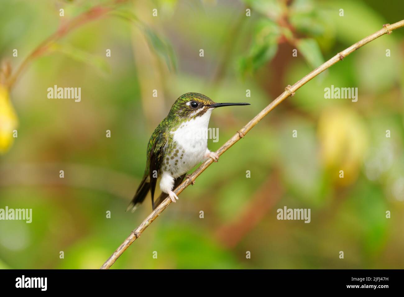 Queue de raquette à démarrage blanc - Ocreatus underwoodii femelle d'oiseau vert d'colibri dans les brillants, tribu Heliantheini dans les Lesbiinae, longue queue avec Banque D'Images