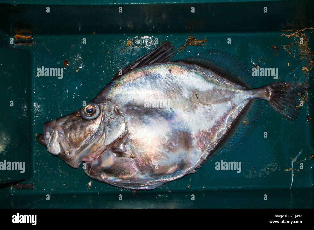 Un regard sur la vie en Nouvelle-Zélande. Poissons de mer pêchés commercialement: Mirror Dory (Zenopsis nebulosa). Forme et coloration spectaculaires. Banque D'Images