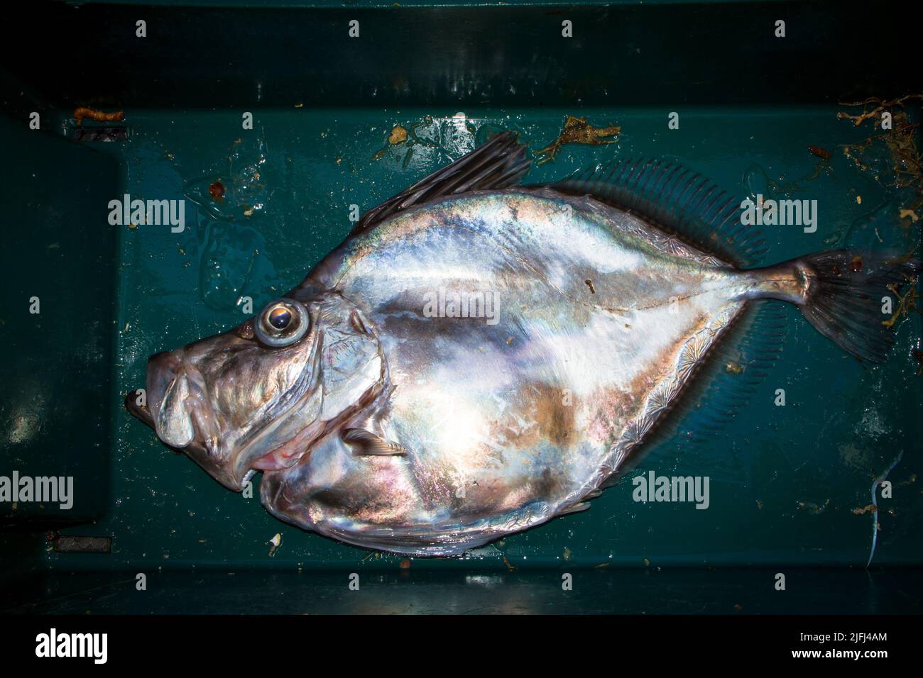 Un regard sur la vie en Nouvelle-Zélande. Poissons de mer pêchés commercialement: Mirror Dory (Zenopsis nebulosa). Forme et coloration spectaculaires. Banque D'Images